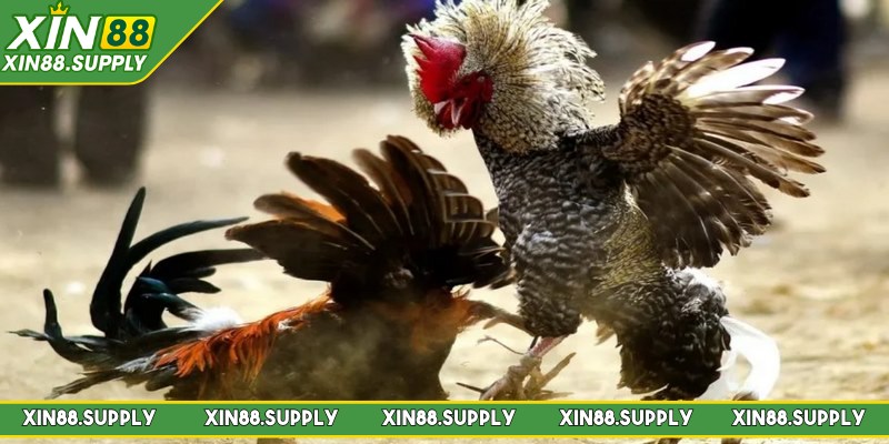 Các bí kíp chơi đá gà Campuchia siêu hay