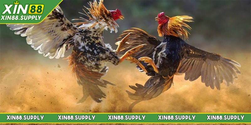 WS168 đá gà là sân chơi cá cược hấp dẫn, kịch tính và đẳng cấp